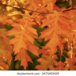 立博赌场平台合规性审查与数据安全保障指南 53ia6q2fx4