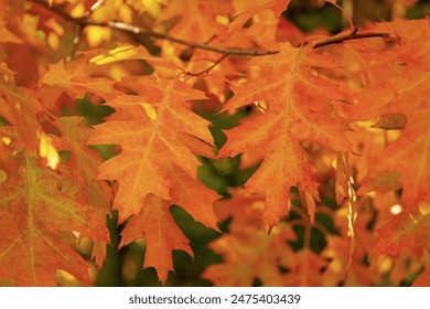 立博赌场平台合规性审查与数据安全保障指南