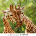 av直播吧下载安装指南:最新版免费获取教程 7u930