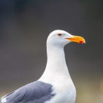 AT&T直播平台全新上线,畅享高清流畅视听盛宴 w2qgj