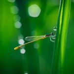 Ace联赛巅峰对决直播,见证冠军荣耀诞生时刻 ykk7y999n