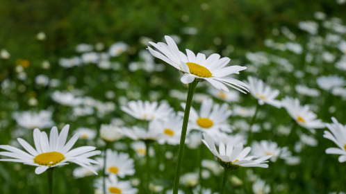 《360直播吧手机版》随时随地畅享高清体育赛事直播
